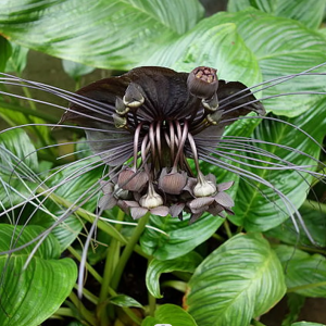 Tacca Chantrieri (Kvet netopiera) - kont. C2L, výška 70-80 cm